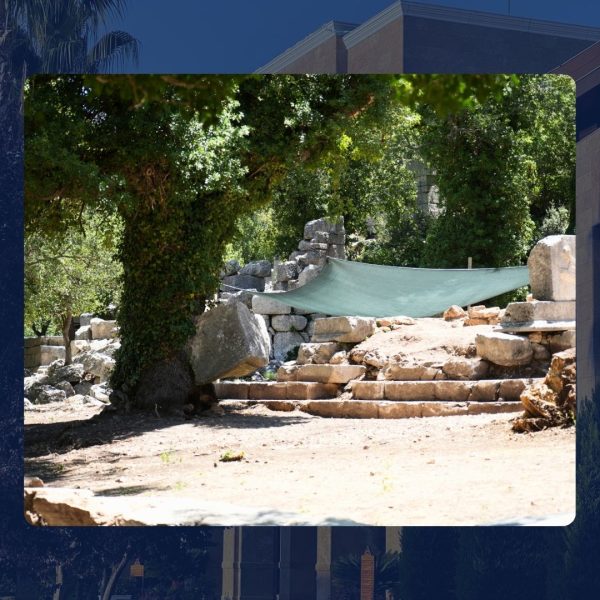 Termessos'ta doğa tarihe sahip çıktı: Meşe ağacı lahit parçasını havaya kaldırdı