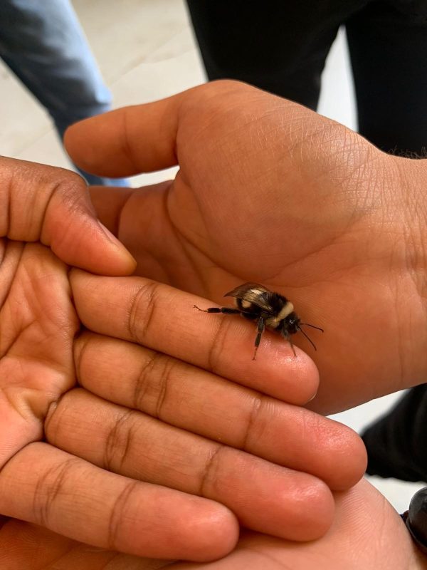 koppert-firmasi-ile-vizil-vizil-bombus-arilarinin-kesfi62736b2befc60.jpeg