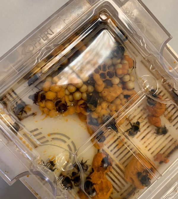 koppert-firmasi-ile-vizil-vizil-bombus-arilarinin-kesfi62736b2c47421.jpeg